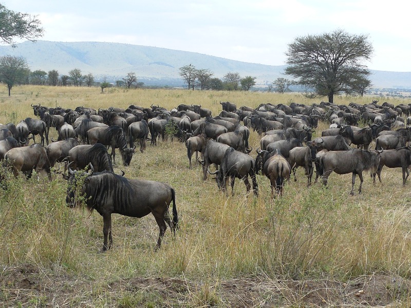 Serengeti Wildebeest Migration 6 Days